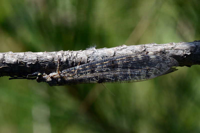 Distoleon tetragrammicus